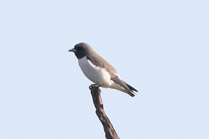 White-breasted Woodswallow - ML131717011
