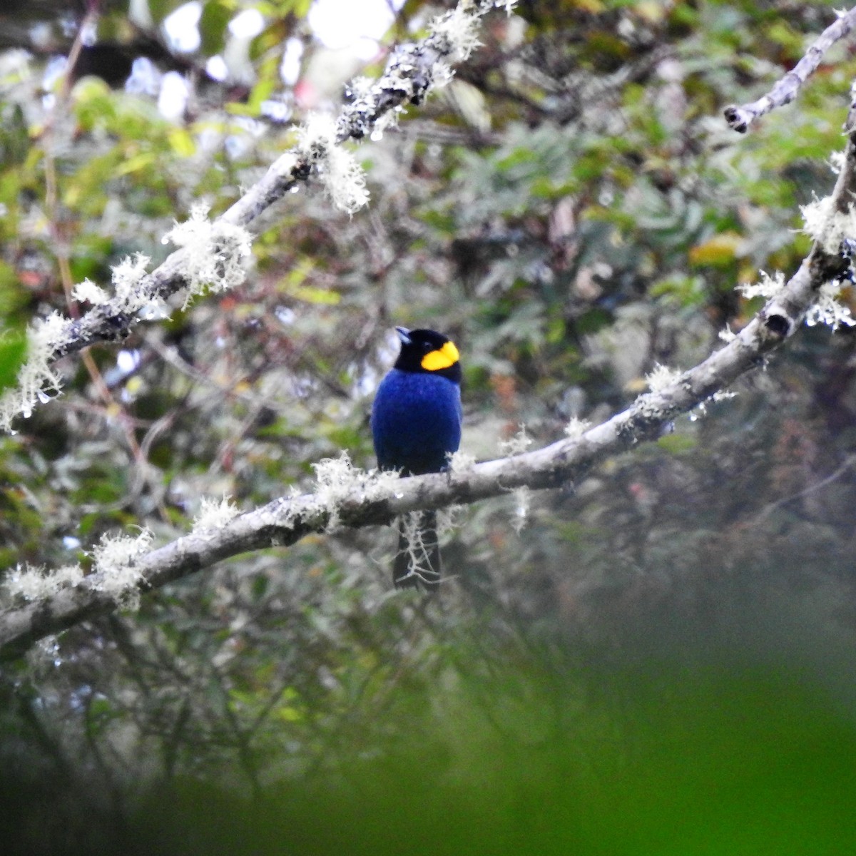 Yellow-scarfed Tanager - ML131718411