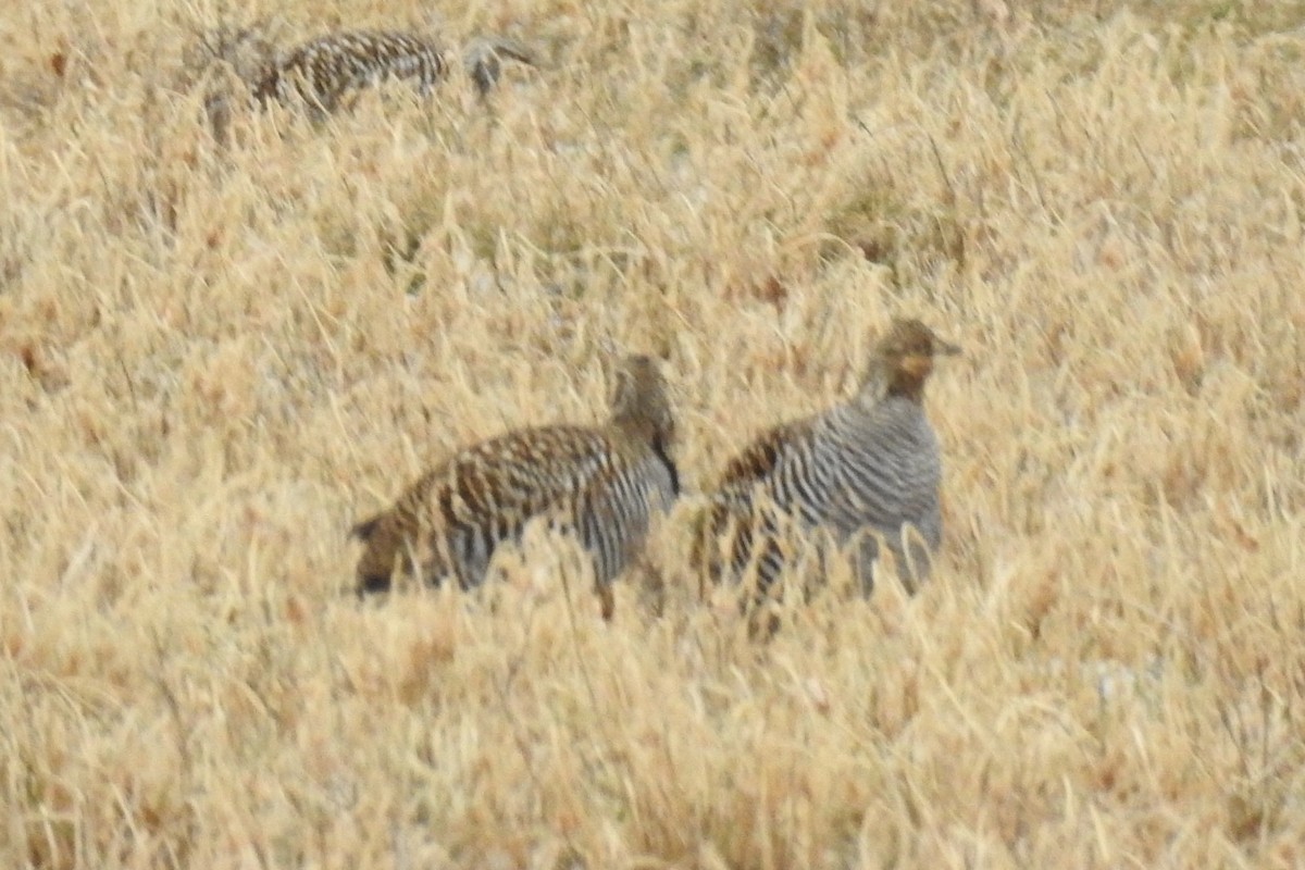 Greater Prairie-Chicken - ML131720781