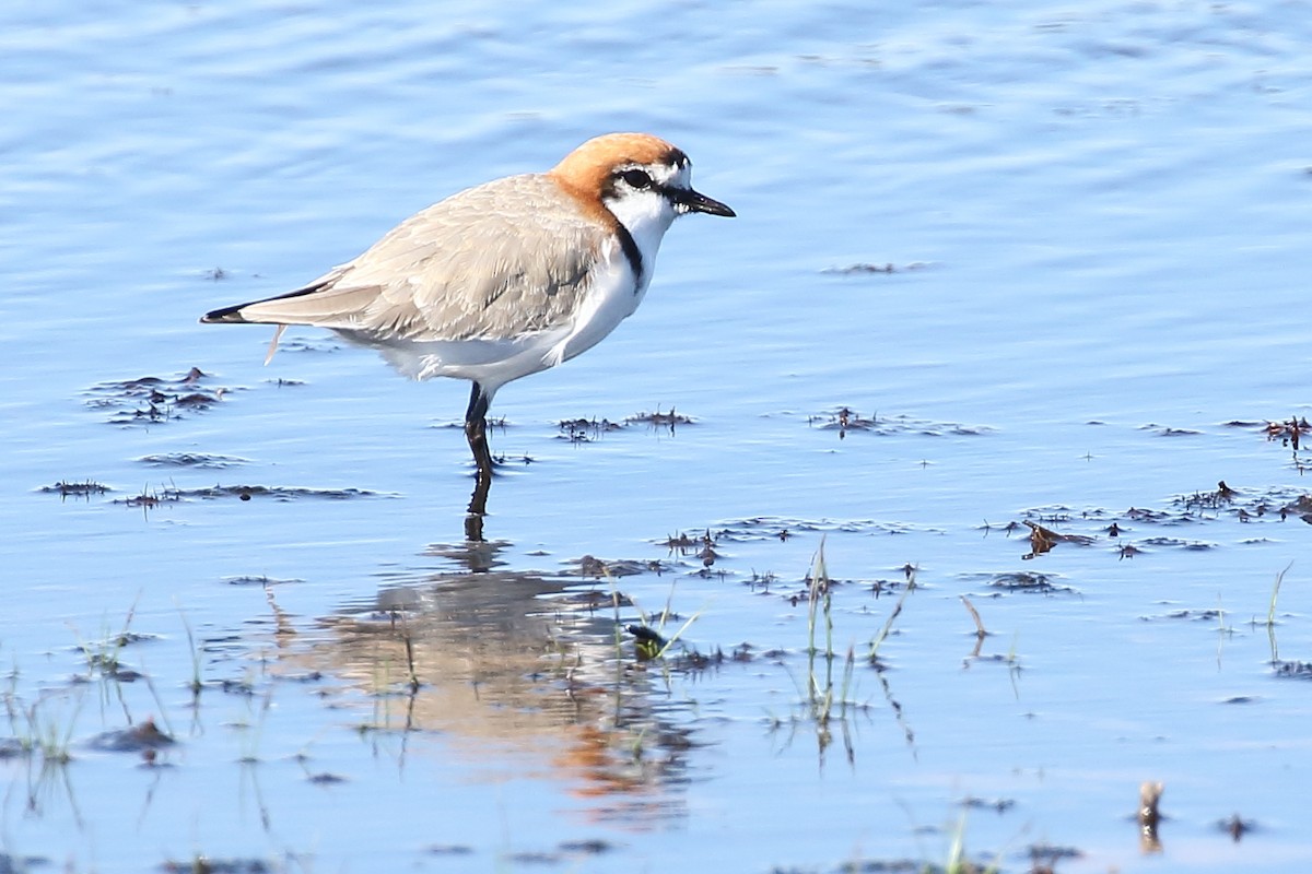 Red-capped Plover - ML131721891