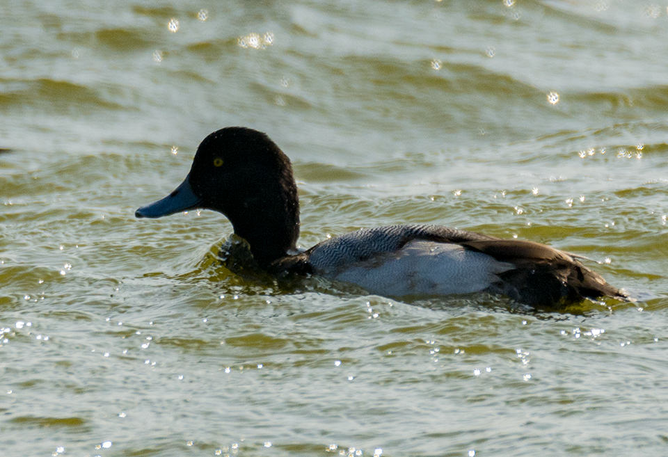 Greater Scaup - ML131722471