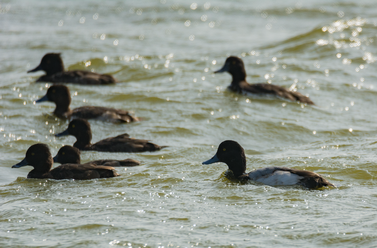 Greater Scaup - ML131722481