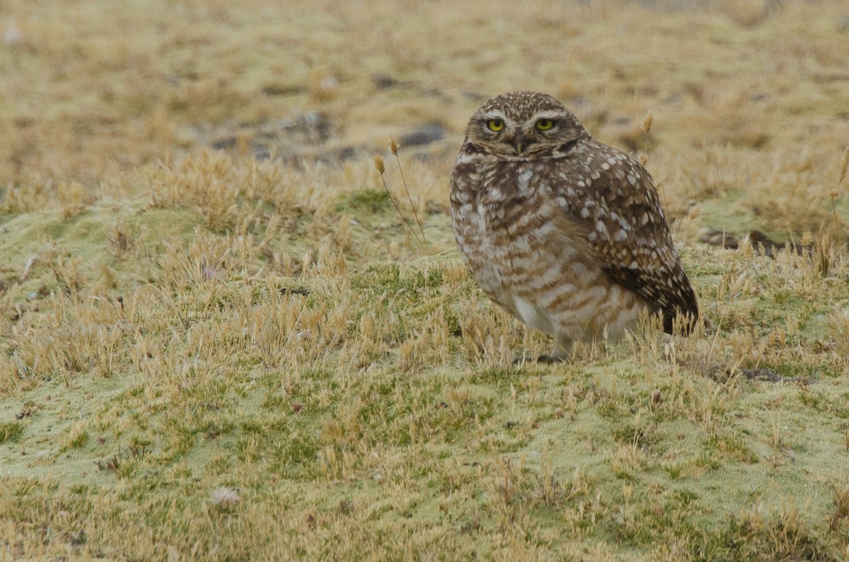 Burrowing Owl - ML131724641