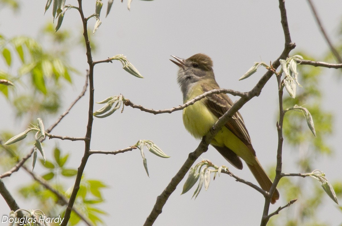 Great Crested Flycatcher - ML131724701