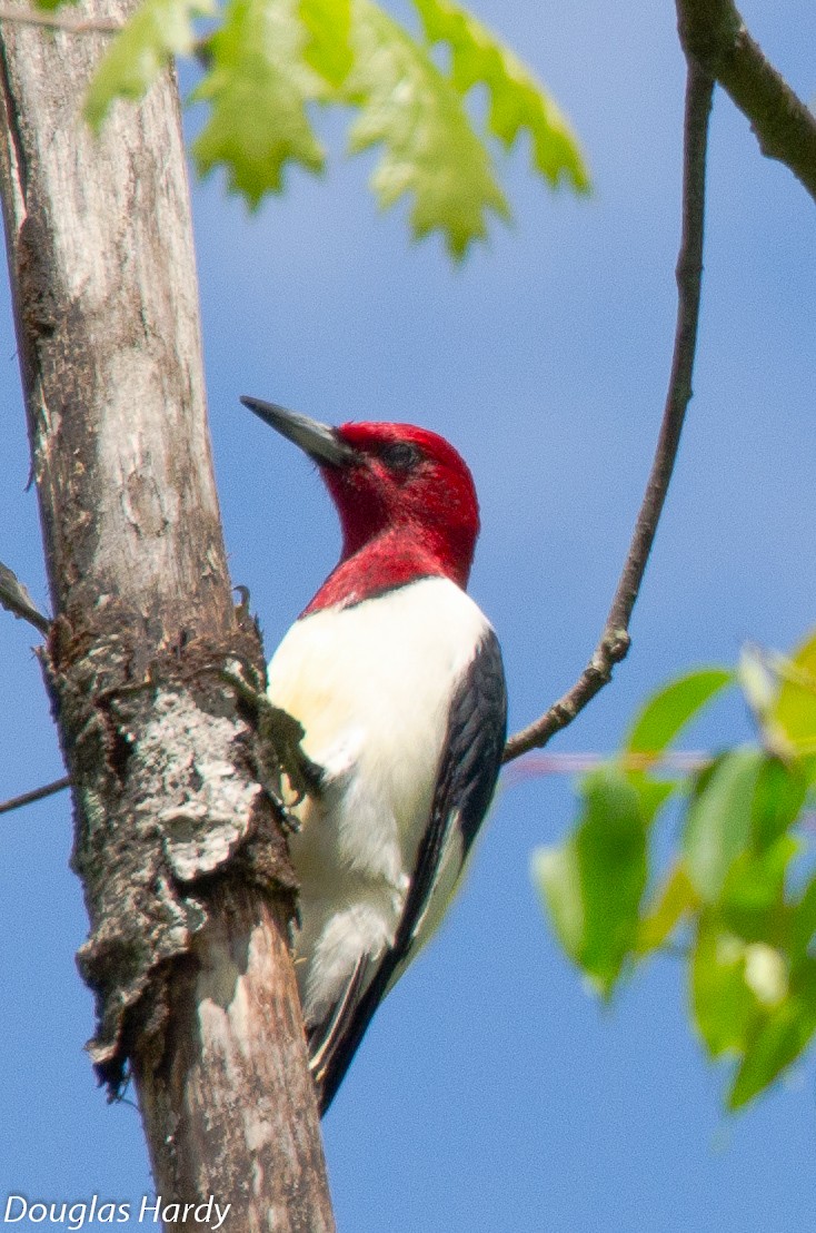 Red-headed Woodpecker - ML131724721