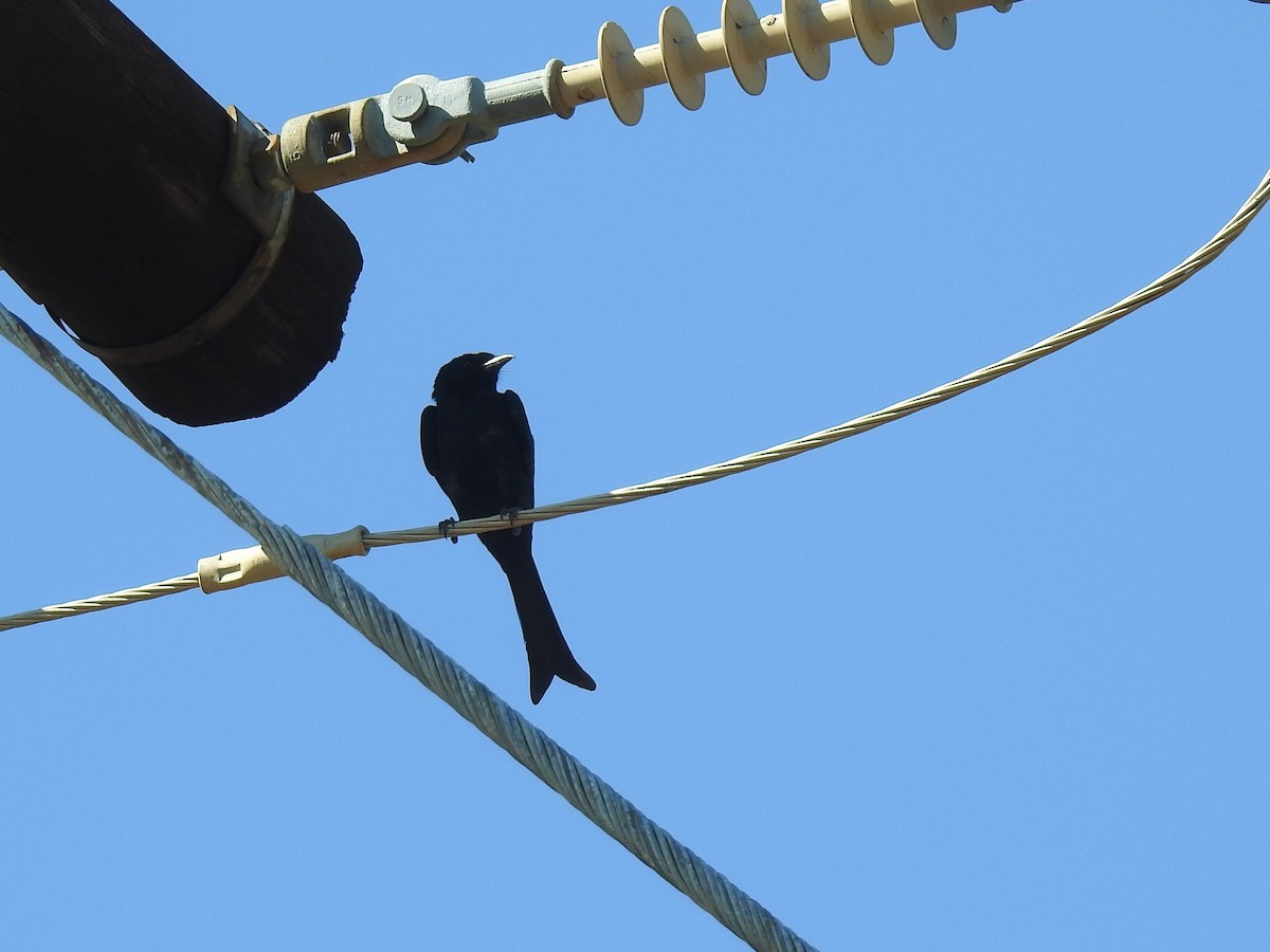 Fork-tailed Drongo - ML131726251