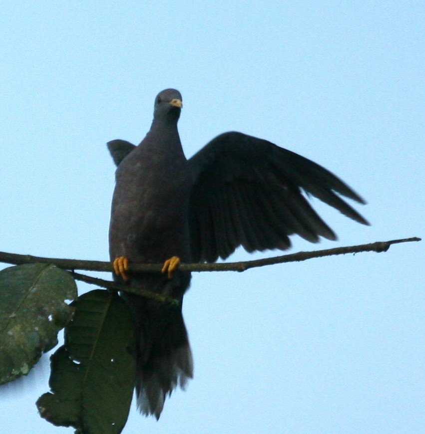 Band-tailed Pigeon - ML131727481