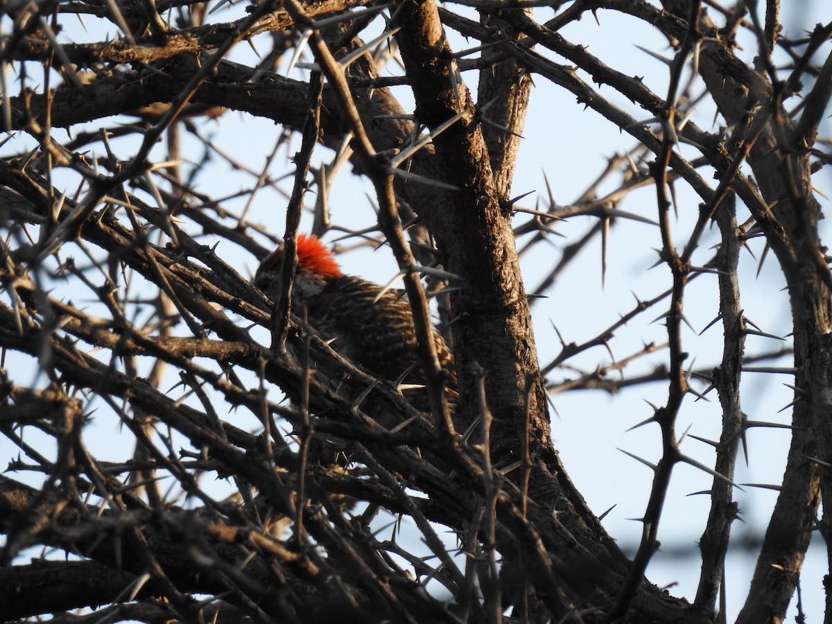 Cardinal Woodpecker - Andre Steyn