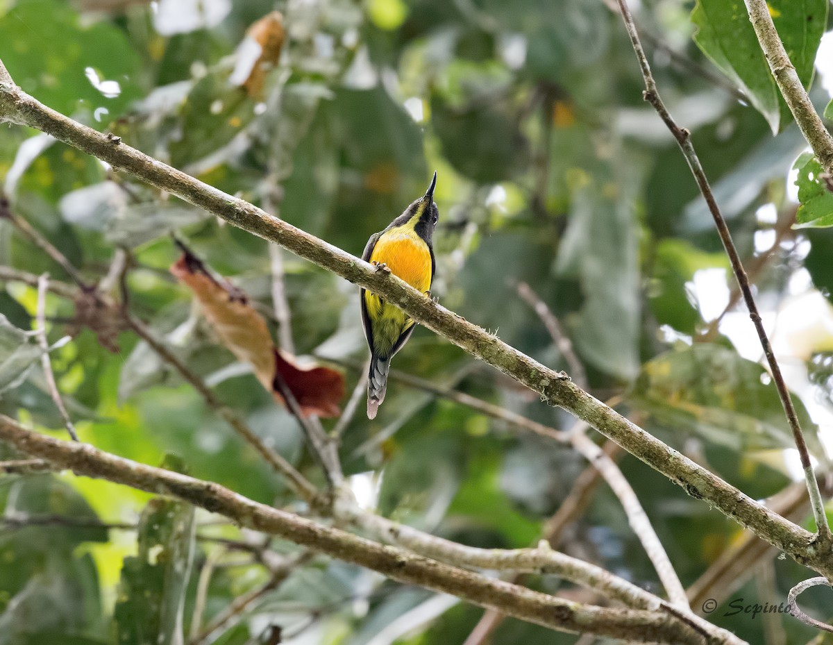 Mindanaonektarvogel - ML131732801