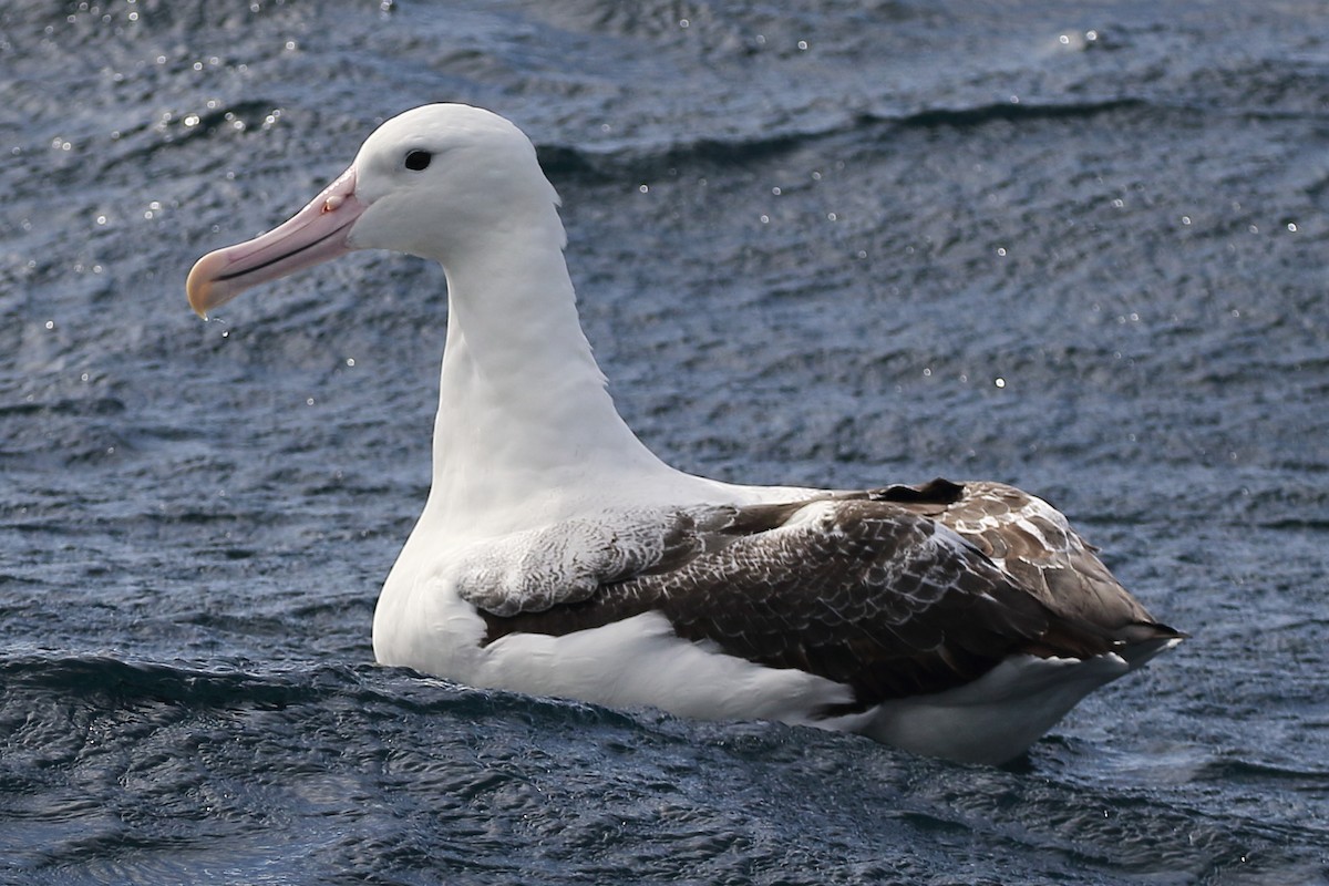 Southern Royal Albatross - Christopher Escott