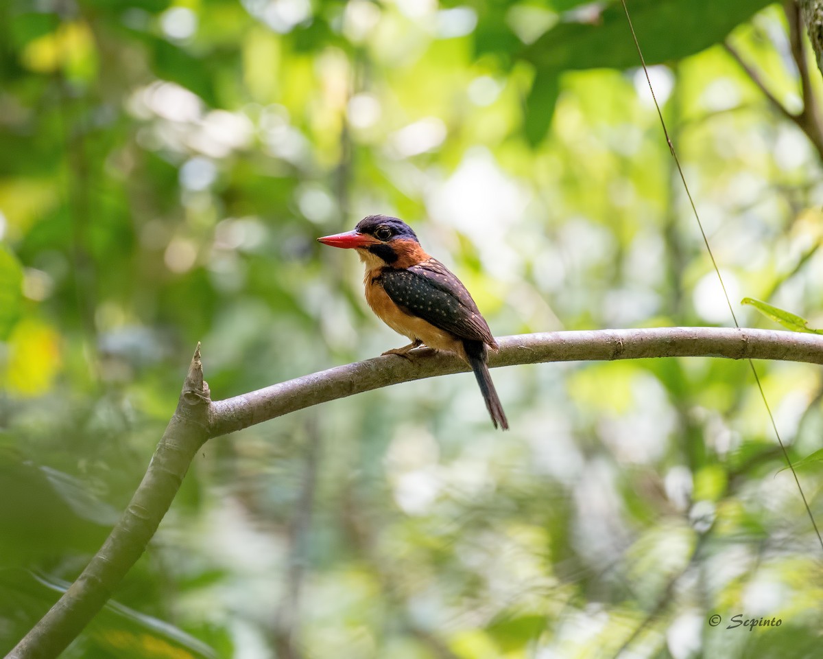 Blue-capped Kingfisher - ML131736951