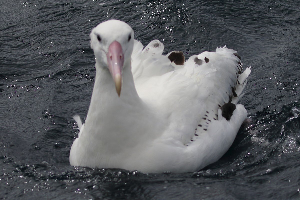 Snowy Albatross - Christopher Escott