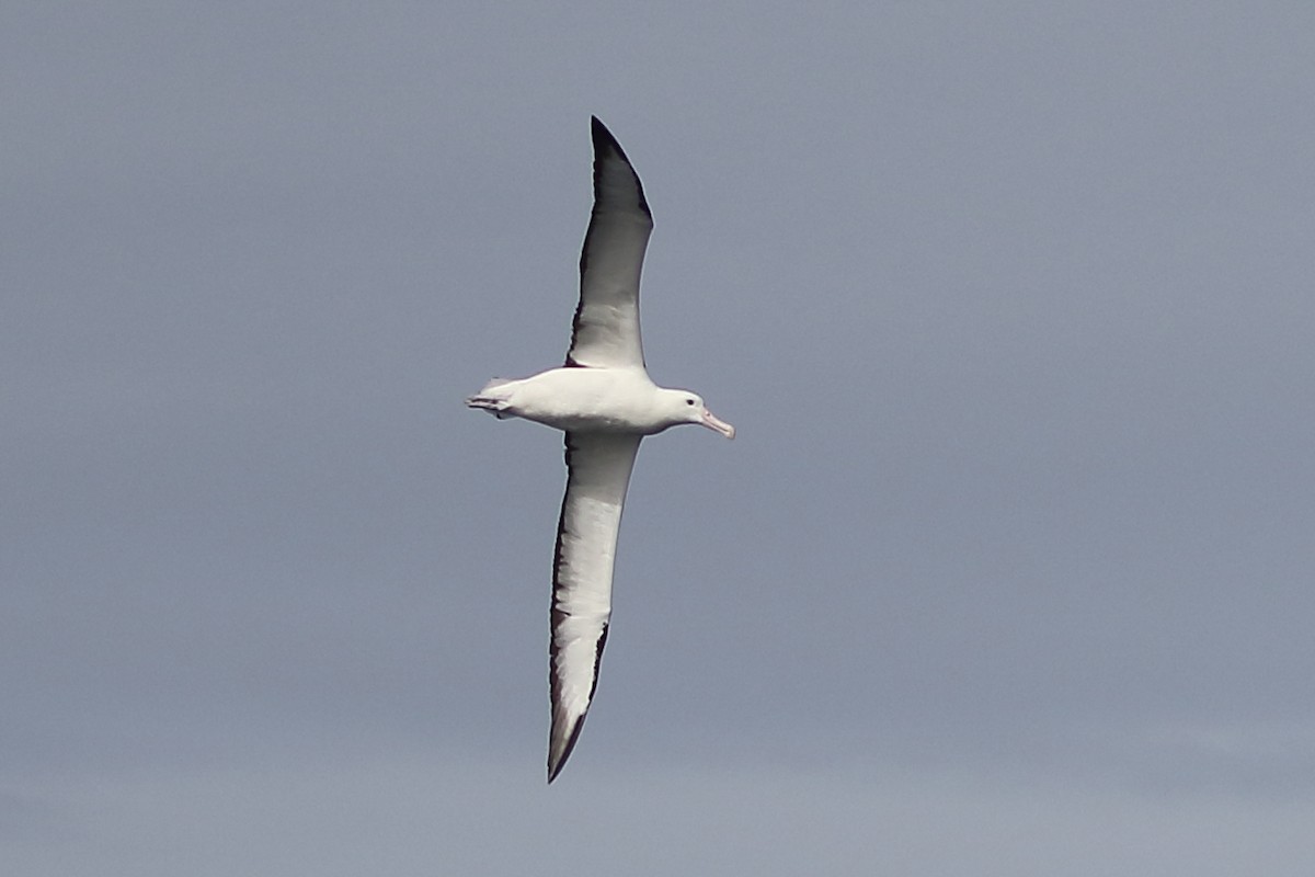 Southern Royal Albatross - Christopher Escott
