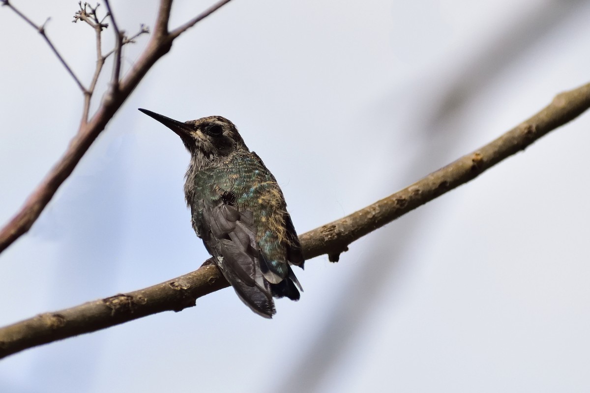 kolibřík širokozobý - ML131738781