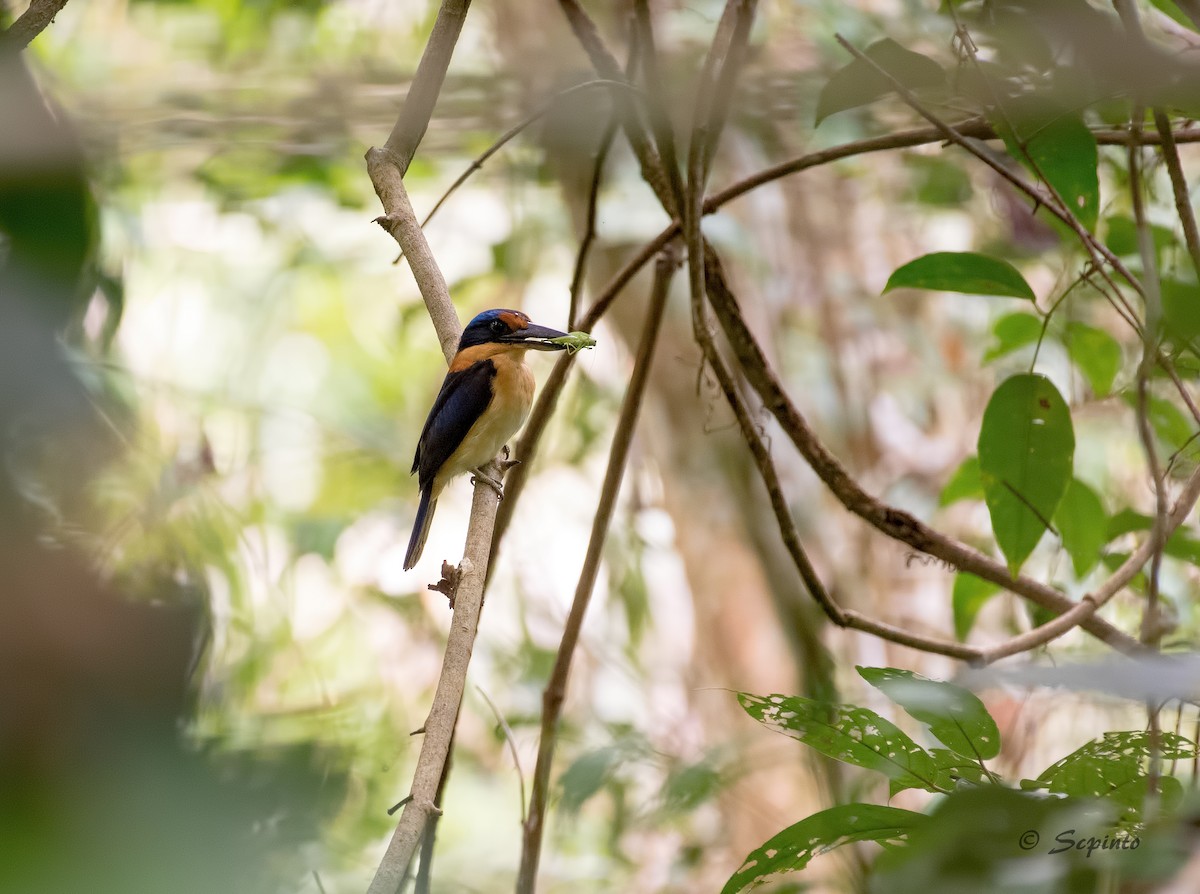 Rufous-lored Kingfisher - Shailesh Pinto