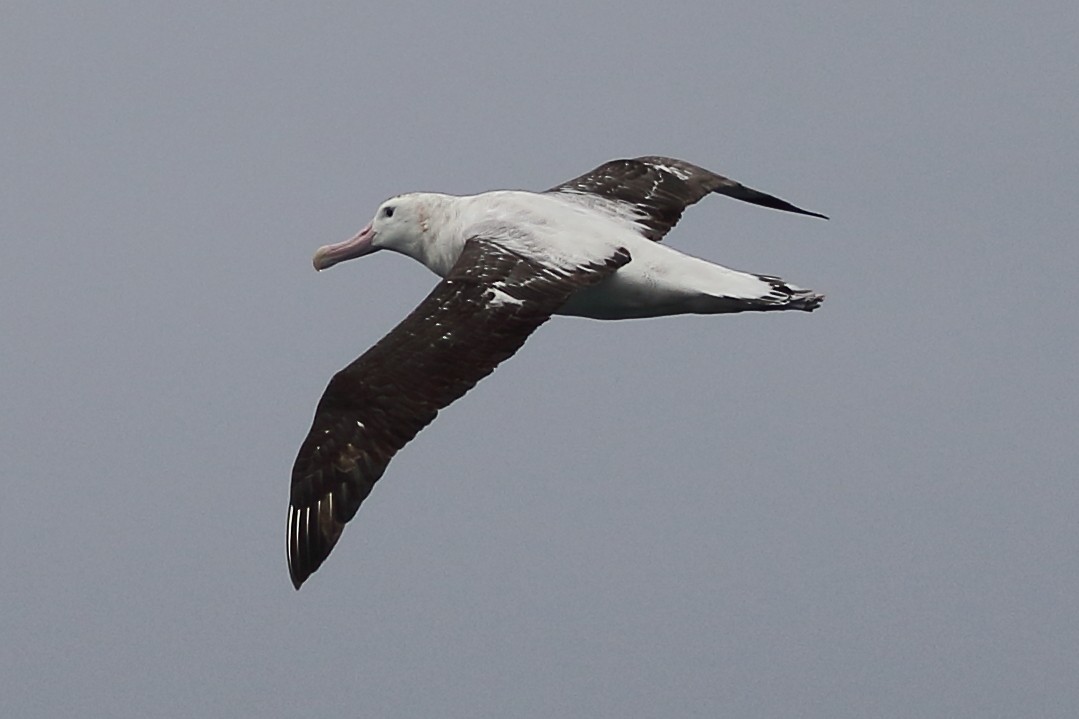 Antipodean Albatross (Gibson's) - Christopher Escott