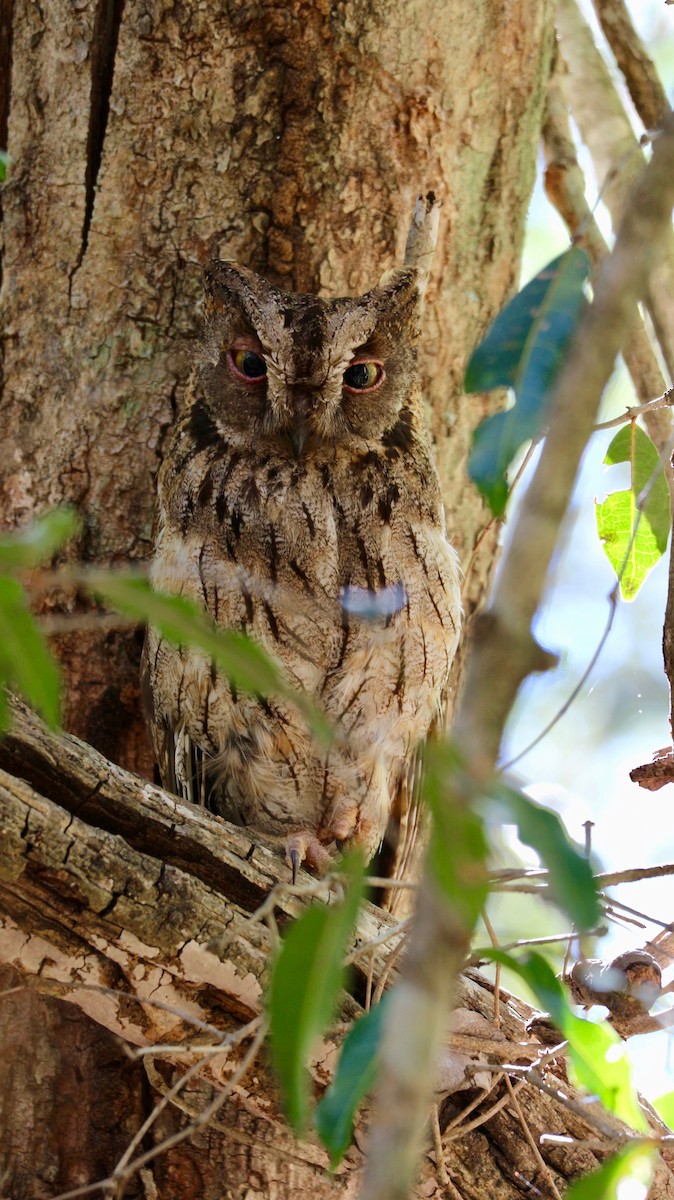 Madagascar Scops-Owl (Torotoroka) - Marion Langrand