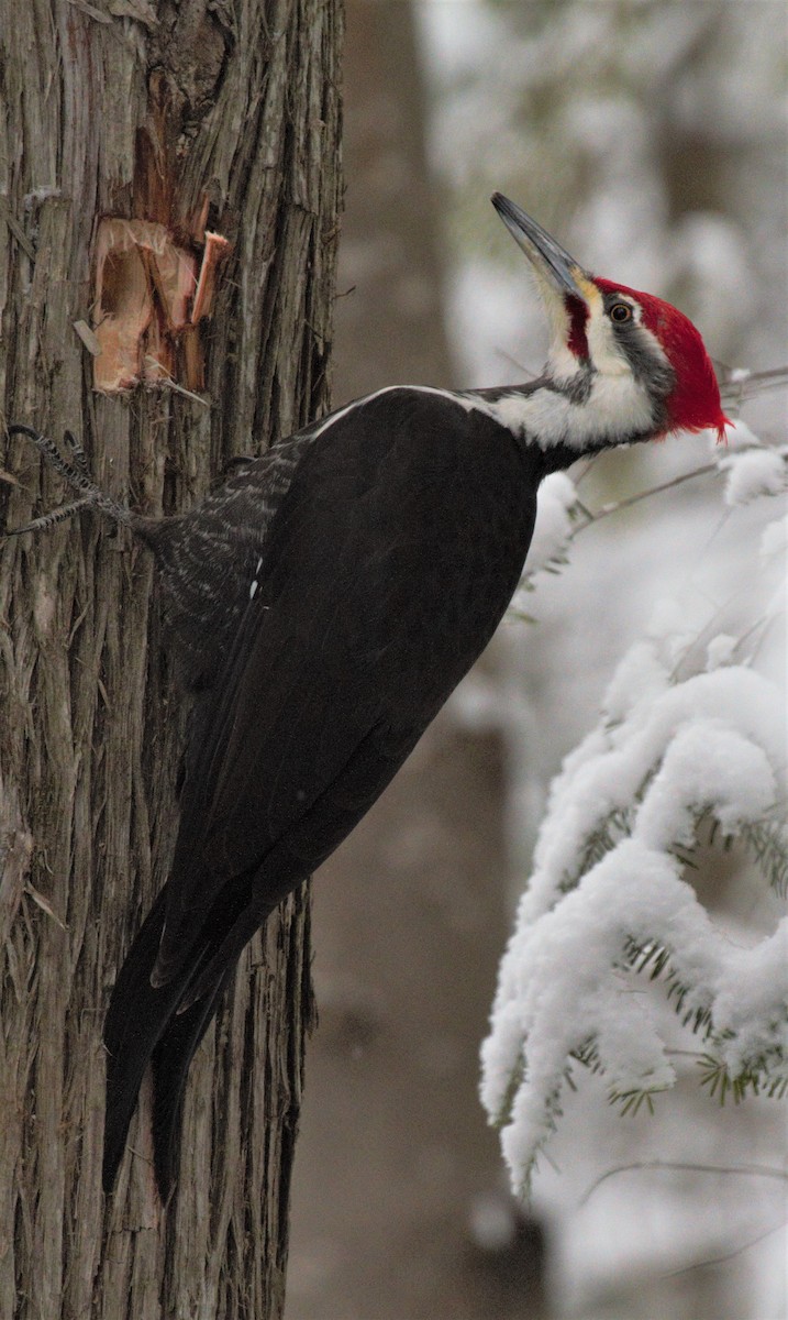 Pileated Woodpecker - Thomas Biteau