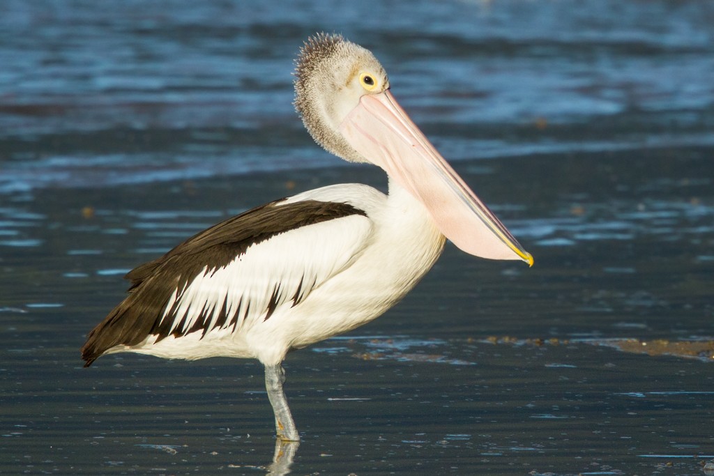 pelikán australský - ML131745441