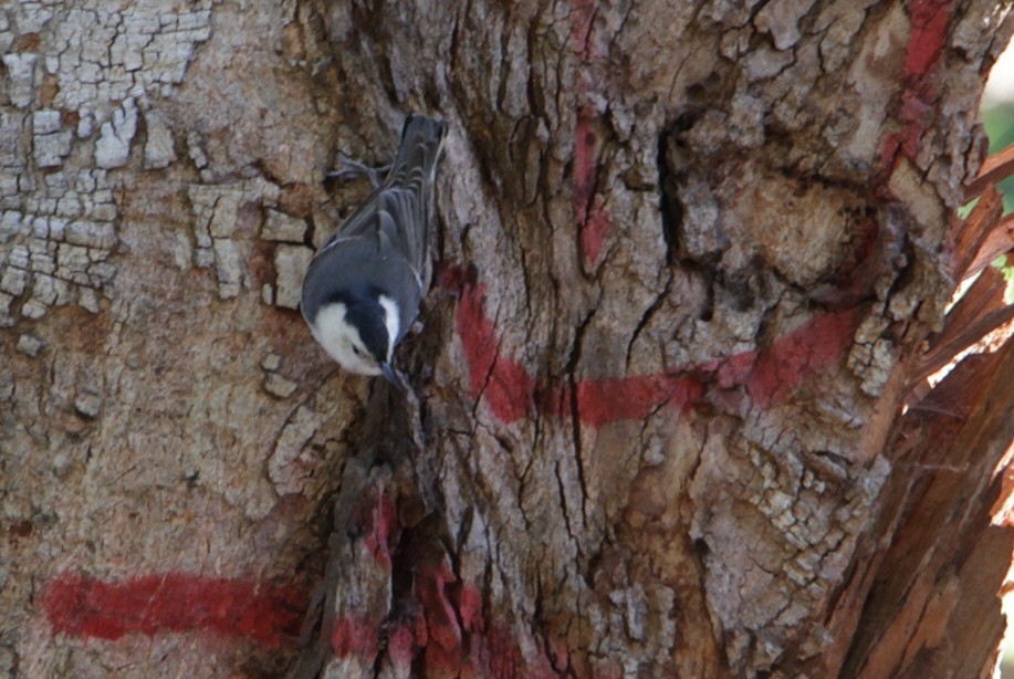 White-breasted Nuthatch - ML131746801