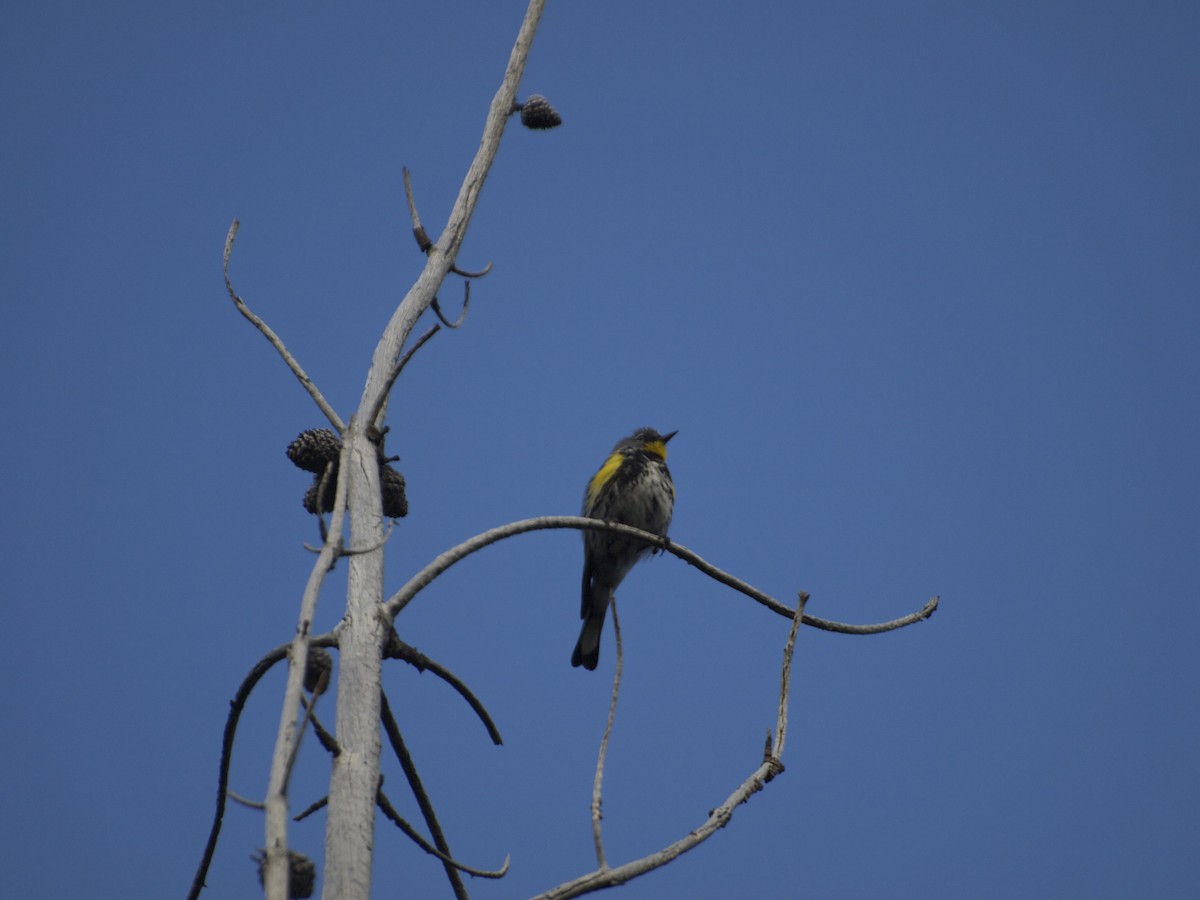 Yellow-rumped Warbler (Audubon's) - Erik Atwell