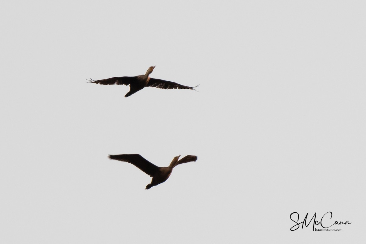 Double-crested Cormorant - Suzie McCann