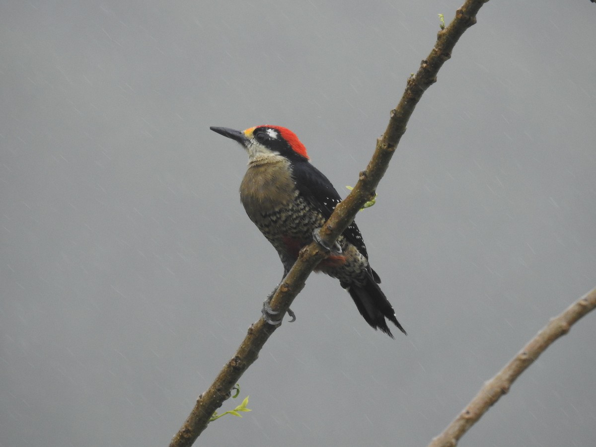 Black-cheeked Woodpecker - Tristan Jobin