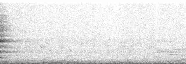 White-necked Crow - ML13175