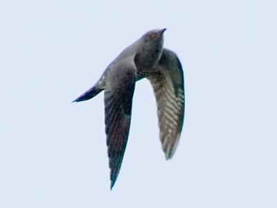 Common Cuckoo - Vitalii Khustochka