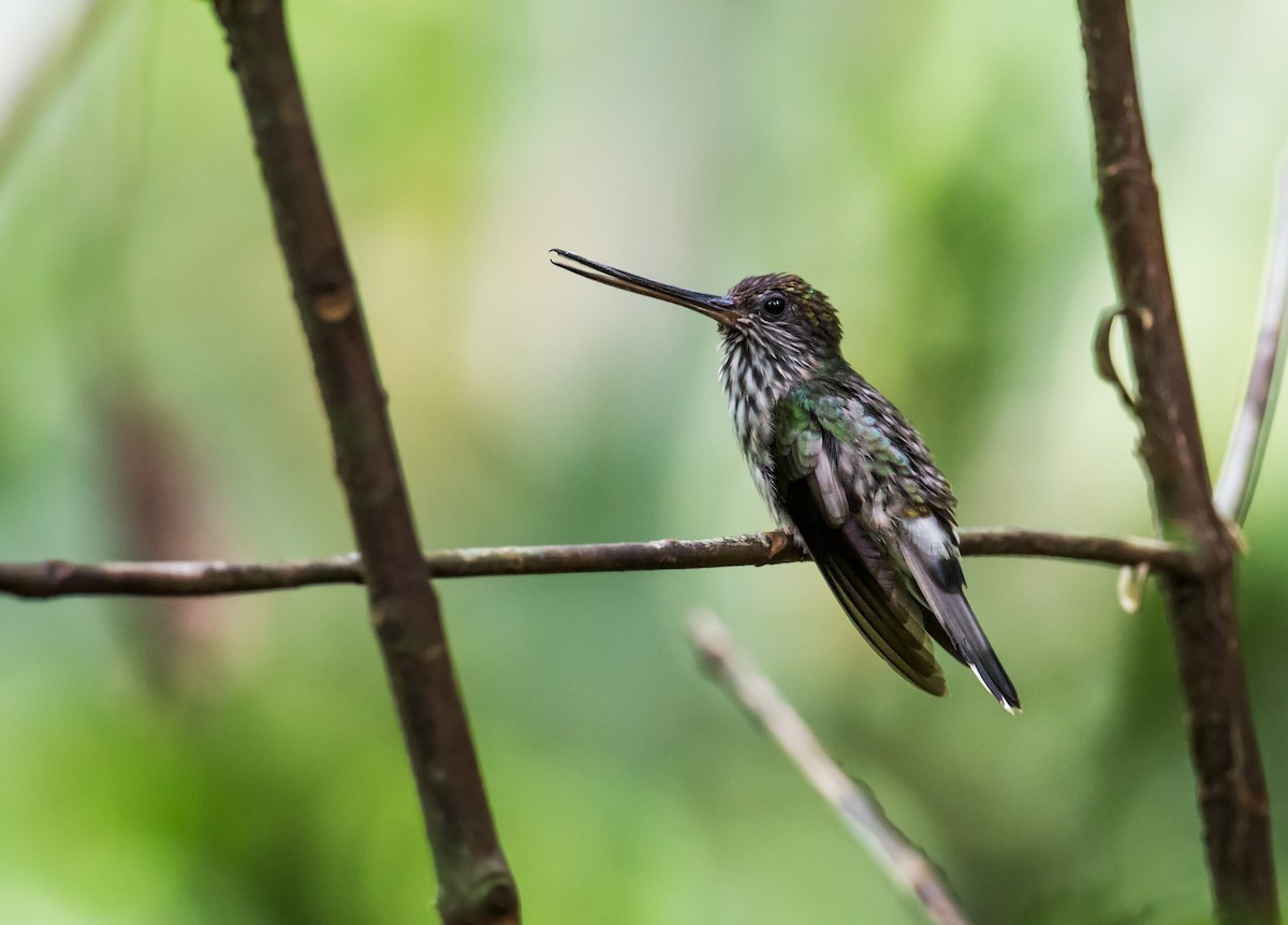 Tooth-billed Hummingbird - Nick Athanas