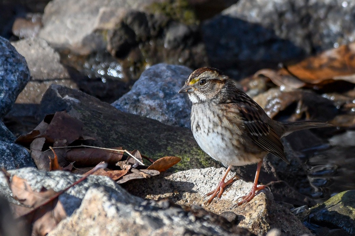 White-throated Sparrow - Sanford Sorkin