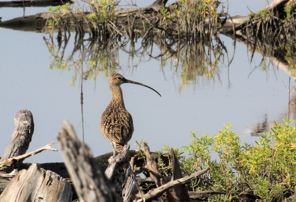 Long-billed Curlew - Chuck Gates