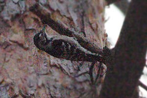 Lesser Spotted Woodpecker - Vitalii Khustochka