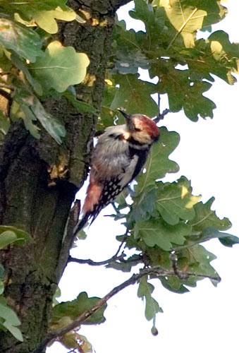 Middle Spotted Woodpecker - Vitalii Khustochka