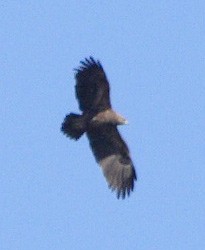 Lesser Spotted Eagle - Vitalii Khustochka