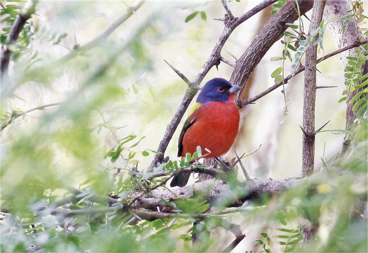 Painted Bunting - Chuck Gates