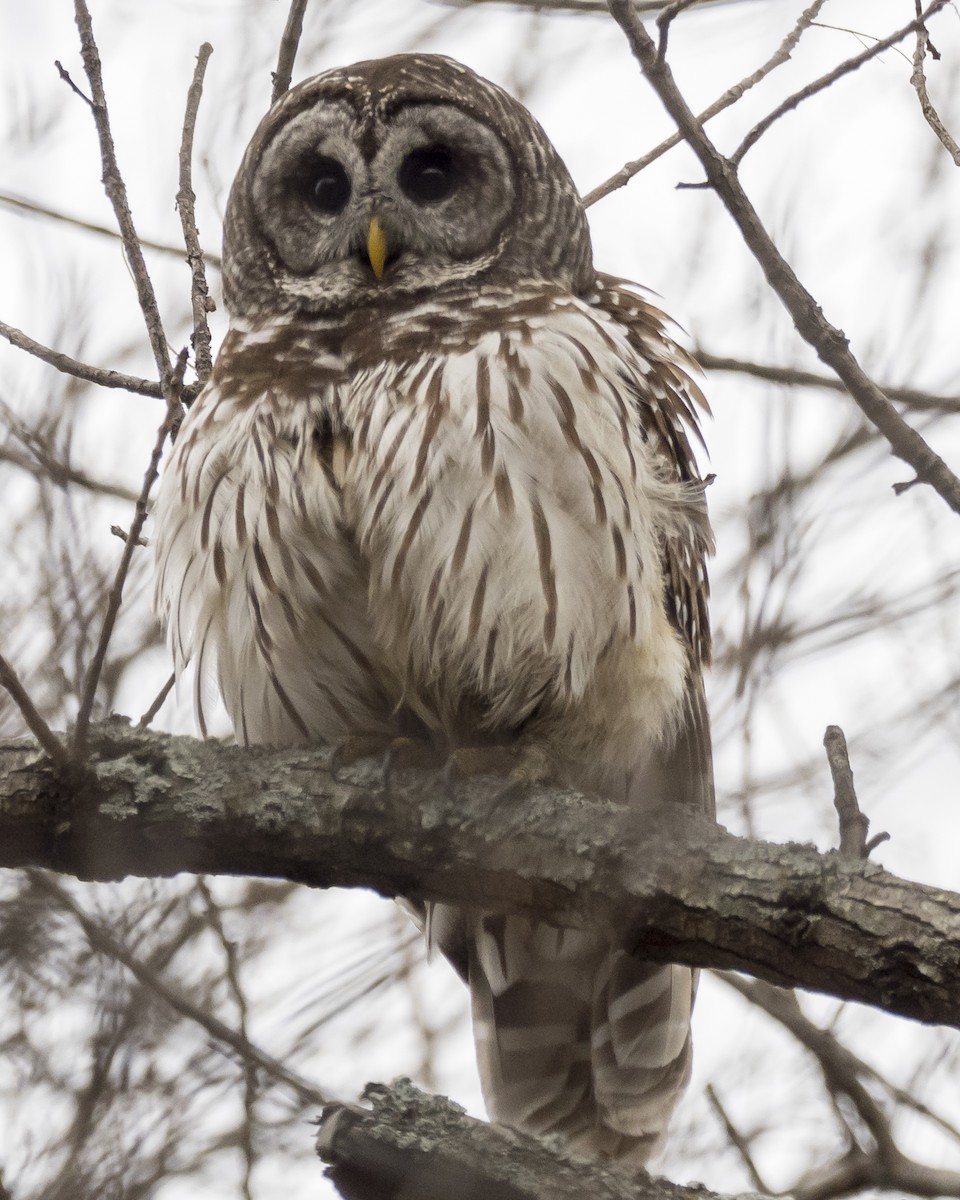 Barred Owl - ML131754681