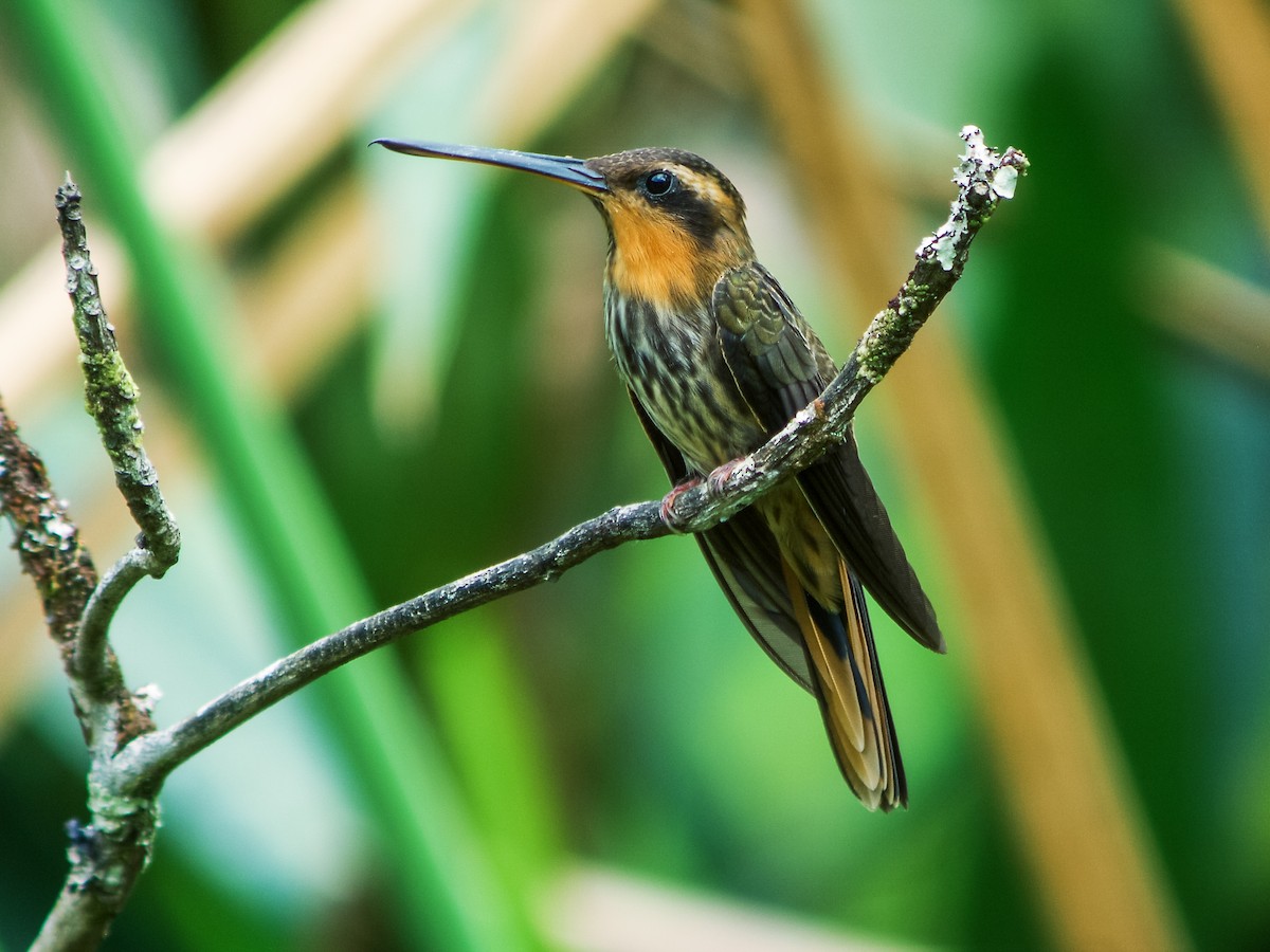 kolibřík pilozobý - ML131754761