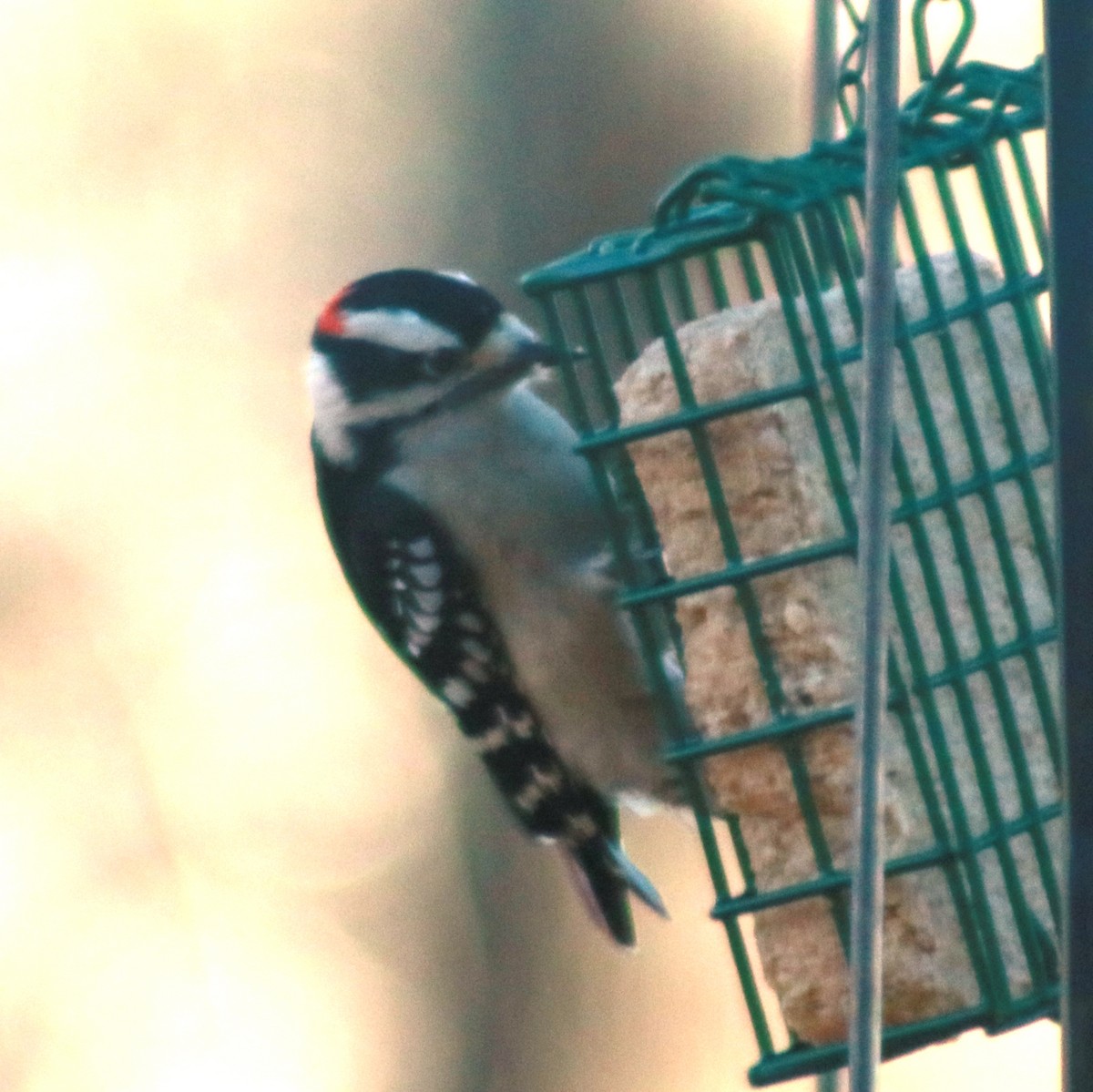 Downy Woodpecker - ML131754941
