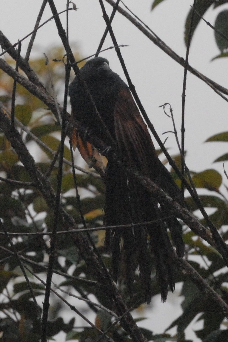 Malagasy Coucal - ML131755481