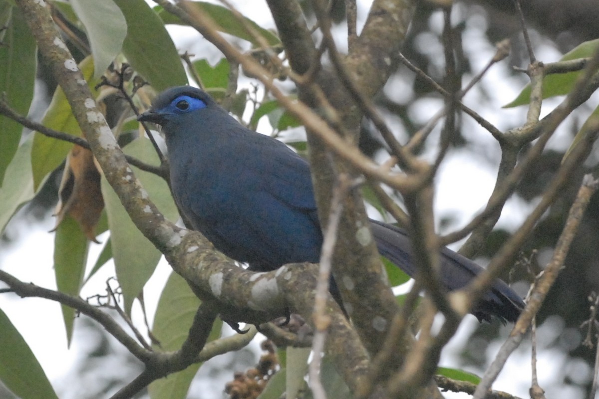 Blue Coua - Cathy Pasterczyk