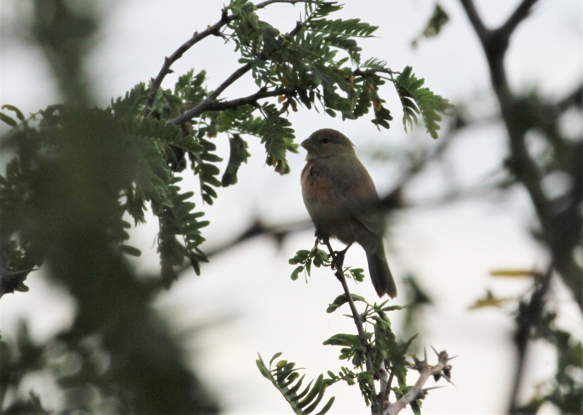 Ruddy-breasted Seedeater - ML131756571