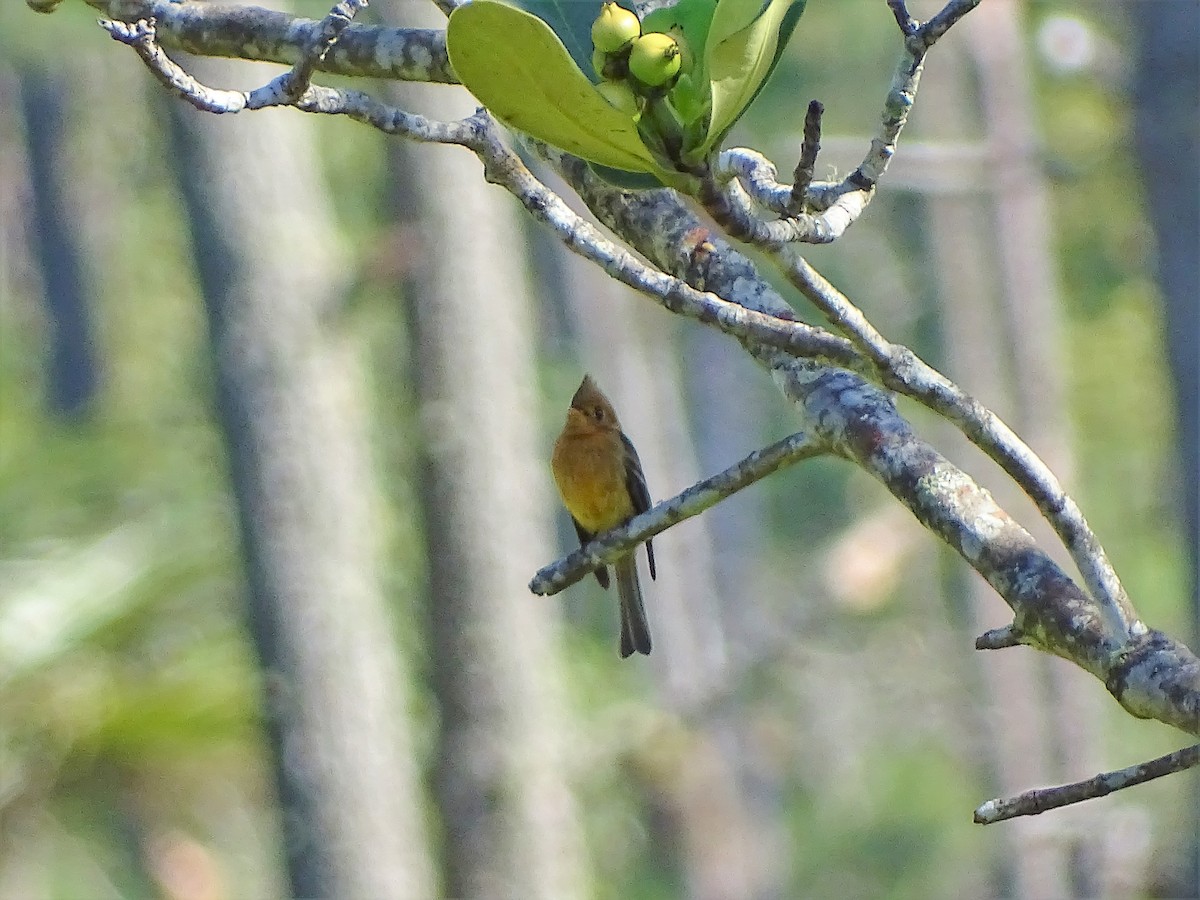 Tufted Flycatcher - Alfonso Auerbach
