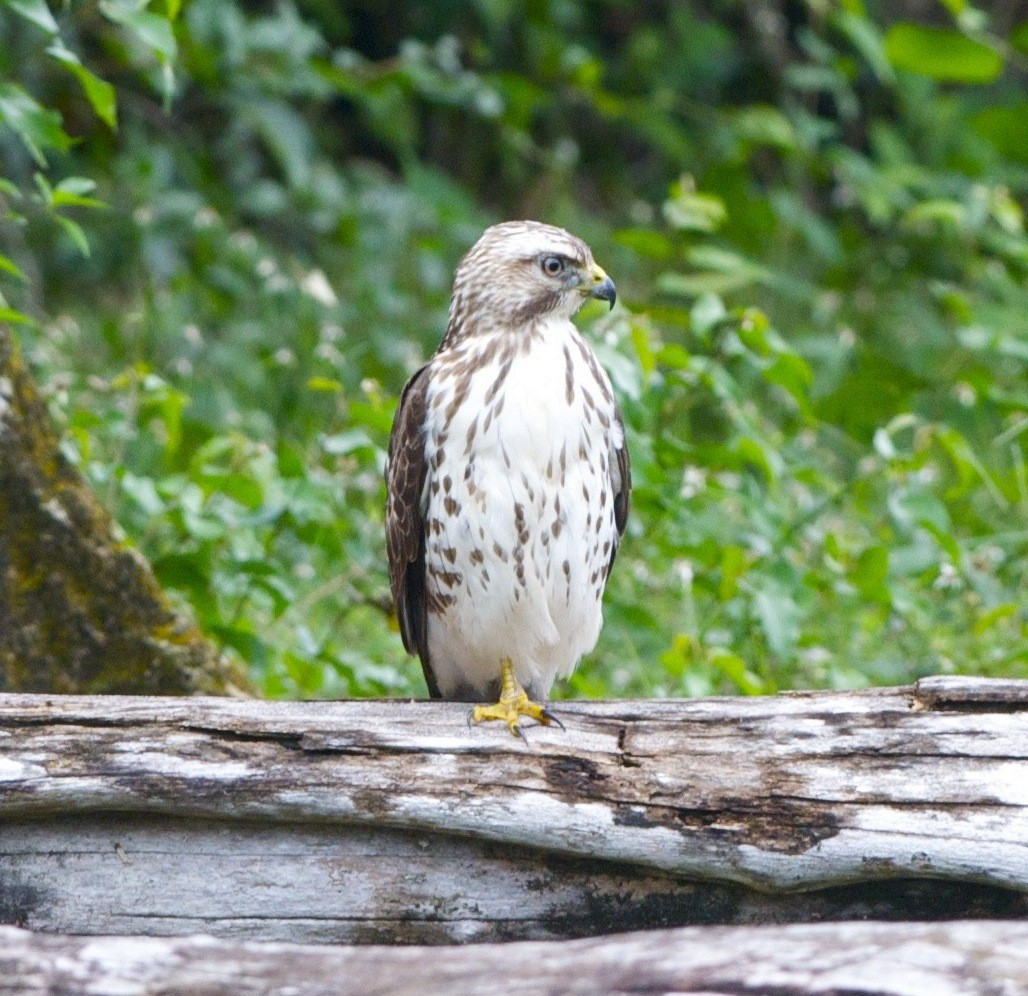 Broad-winged Hawk (Northern) - PETER HAMEL