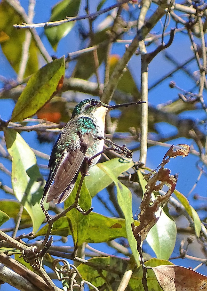 Green-breasted Mountain-gem - Alfonso Auerbach