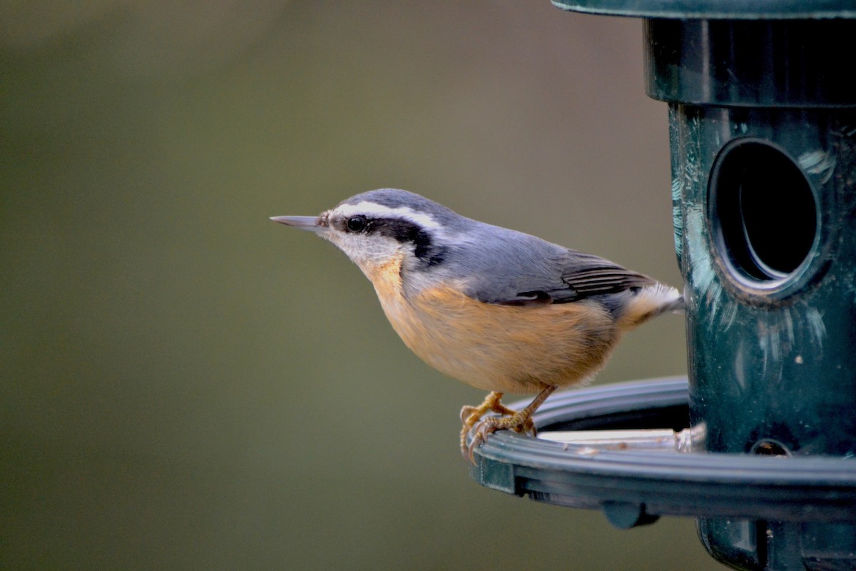 Red-breasted Nuthatch - Will Johnson