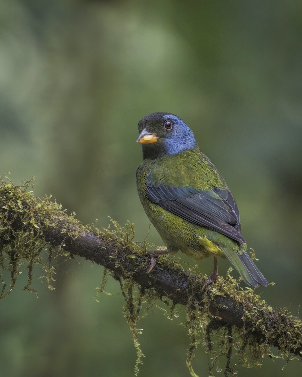 Moss-backed Tanager - ML131760601