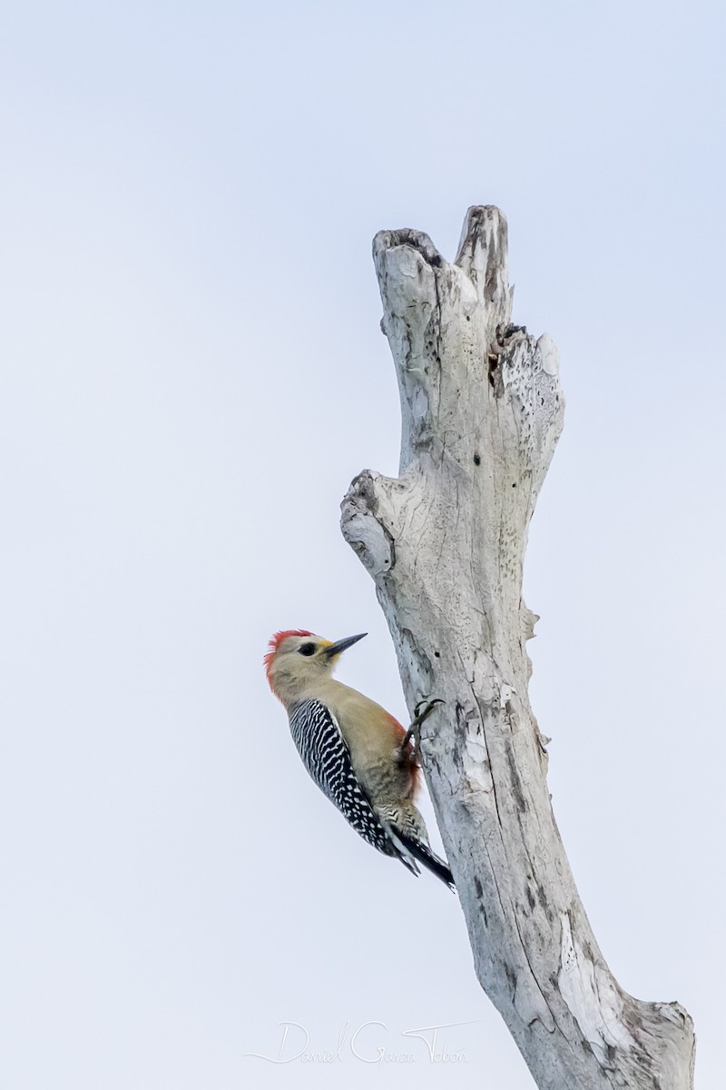 Yucatan Woodpecker - ML131762621