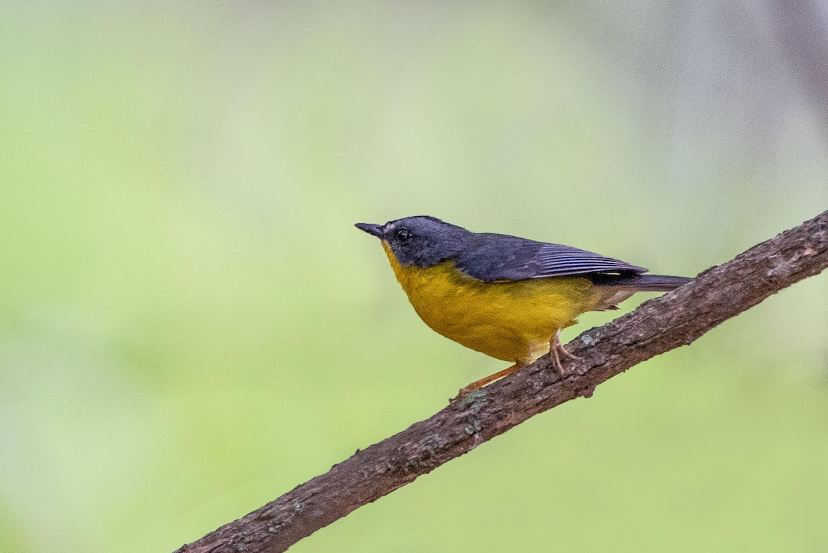 Gray-and-gold Warbler - Ragupathy Kannan