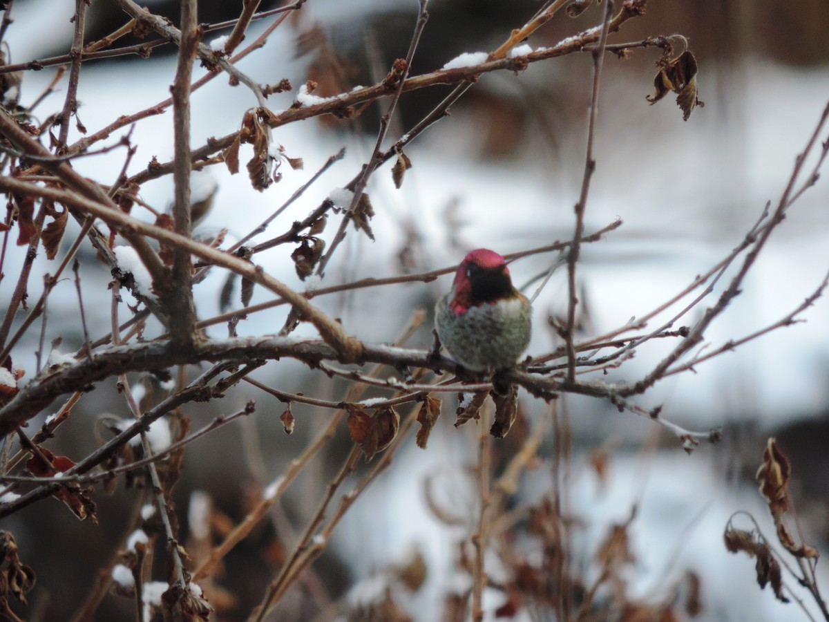 Anna's Hummingbird - shawn richmond